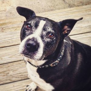 Meet your Posher, Alexus